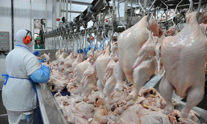 Công nhân chế biến thịt công nghiệp tại Hy Lạp thực hiện sản xuất xúc xích, thịt nguội và đóng gói thực phẩm trong nhà máy hiện đại